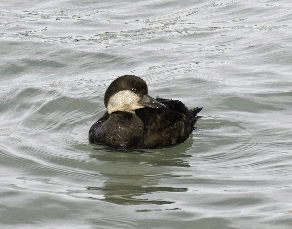 Black Scoter - ML620594849