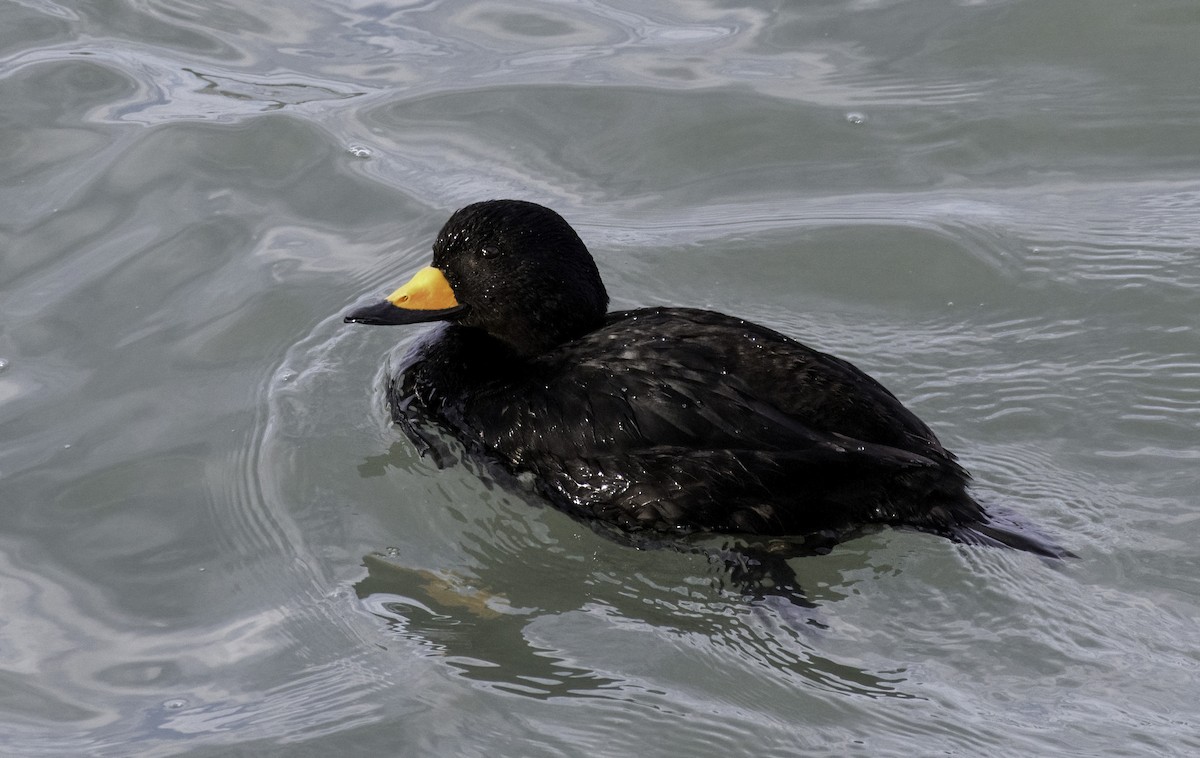 Black Scoter - ML620594854