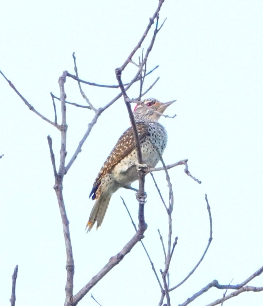 Nubian Woodpecker - ML620594864