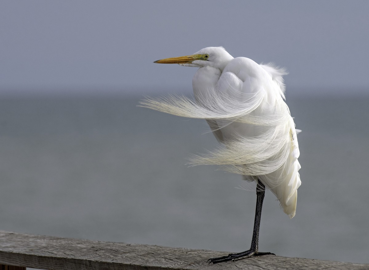 Great Egret - ML620594866