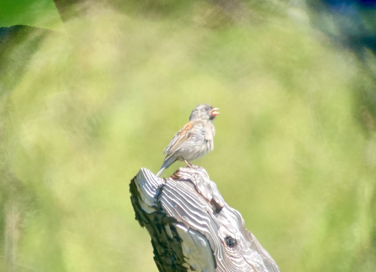 Black-chinned Sparrow - Tony Kurz