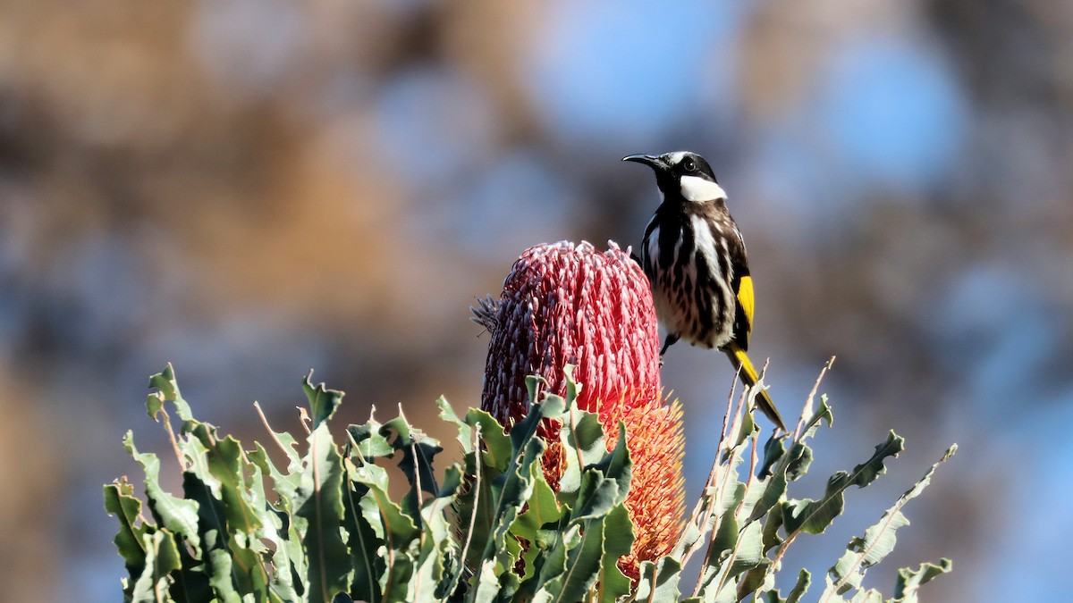 White-cheeked Honeyeater - ML620594880