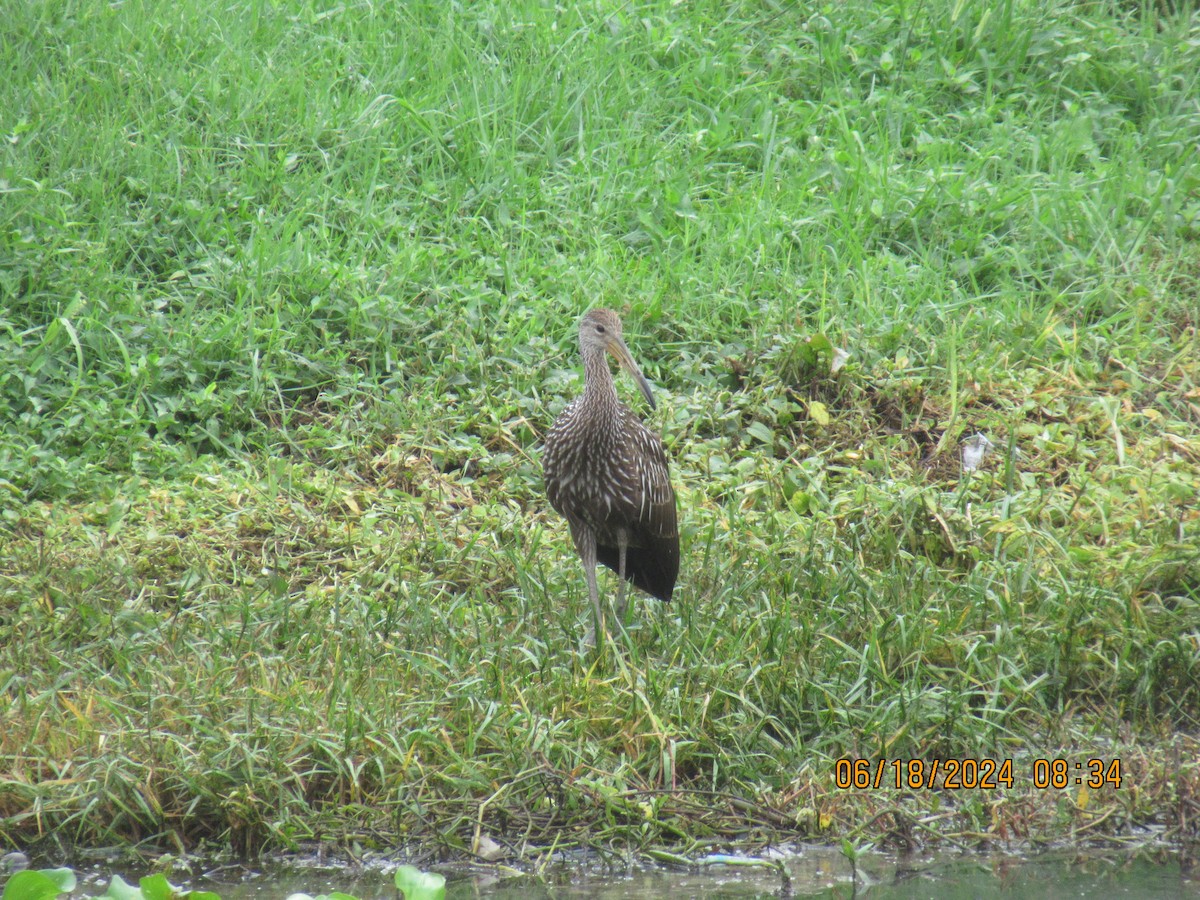 Limpkin - ML620594888