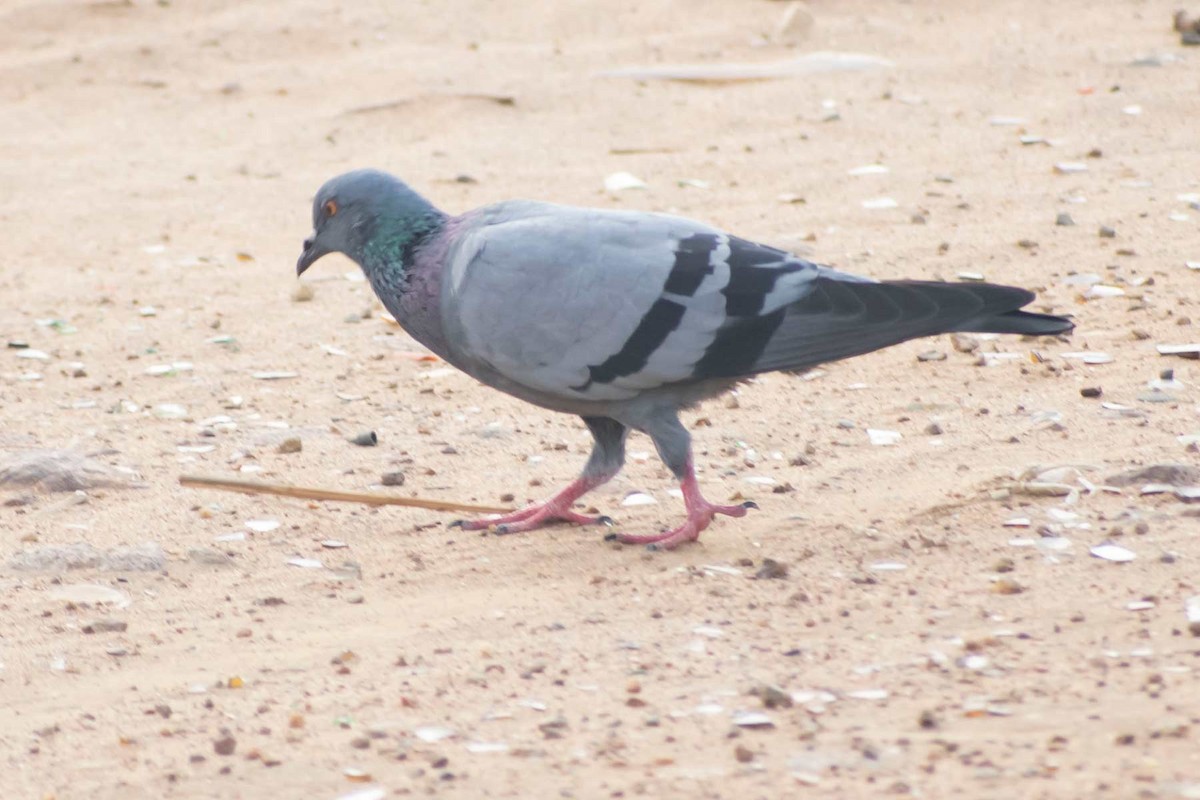 Rock Pigeon (Feral Pigeon) - ML620594893