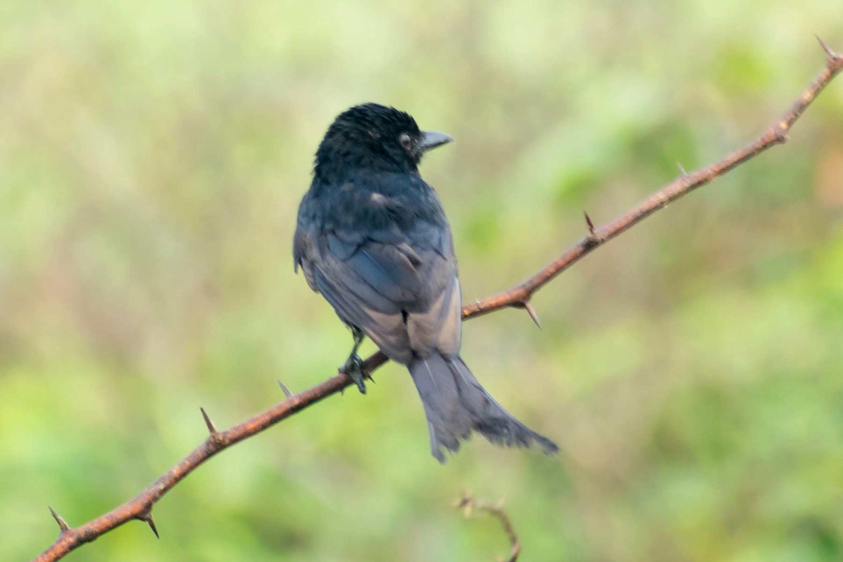 Black Drongo - ML620594922