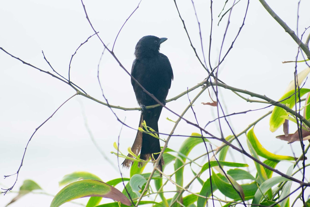 Black Drongo - ML620594923