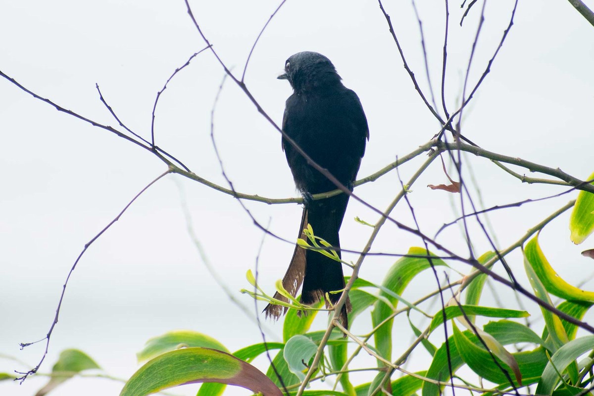 Black Drongo - ML620594925