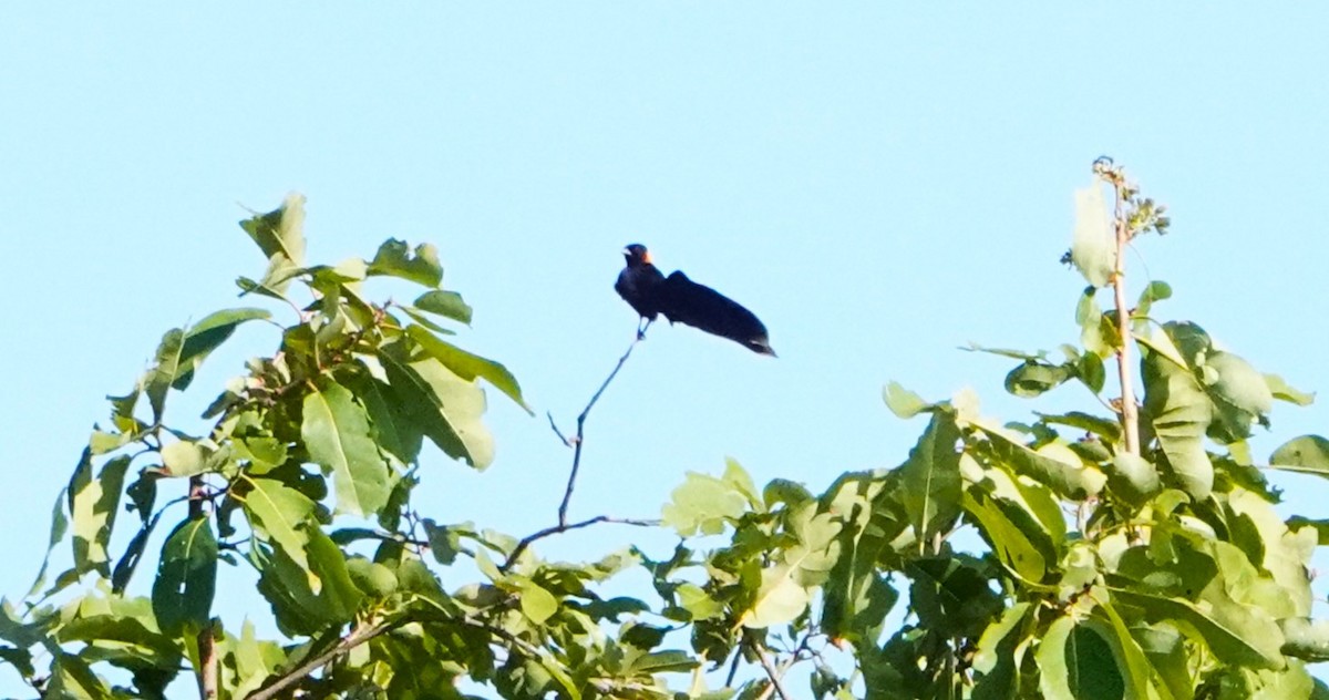 Broad-tailed Paradise-Whydah - ML620594929