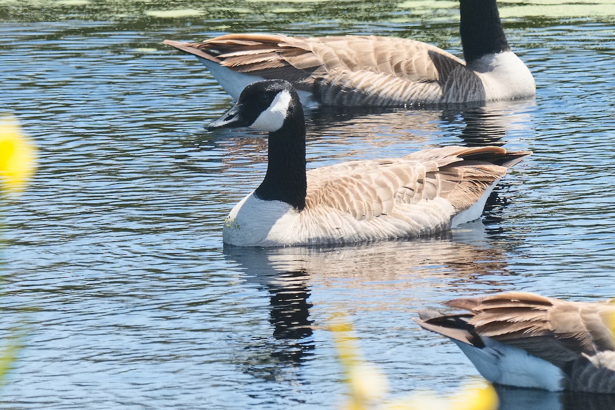 Canada Goose (moffitti/maxima) - ML620594941