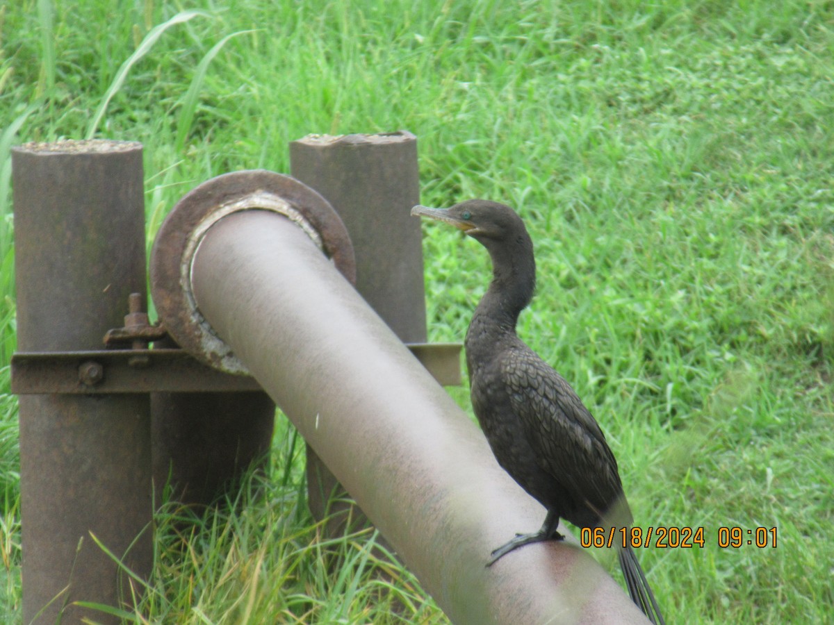 Neotropic Cormorant - ML620594942