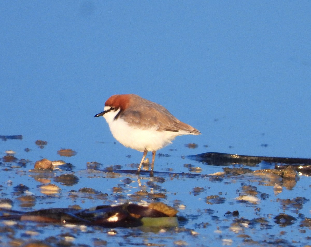 Red-capped Plover - ML620594965