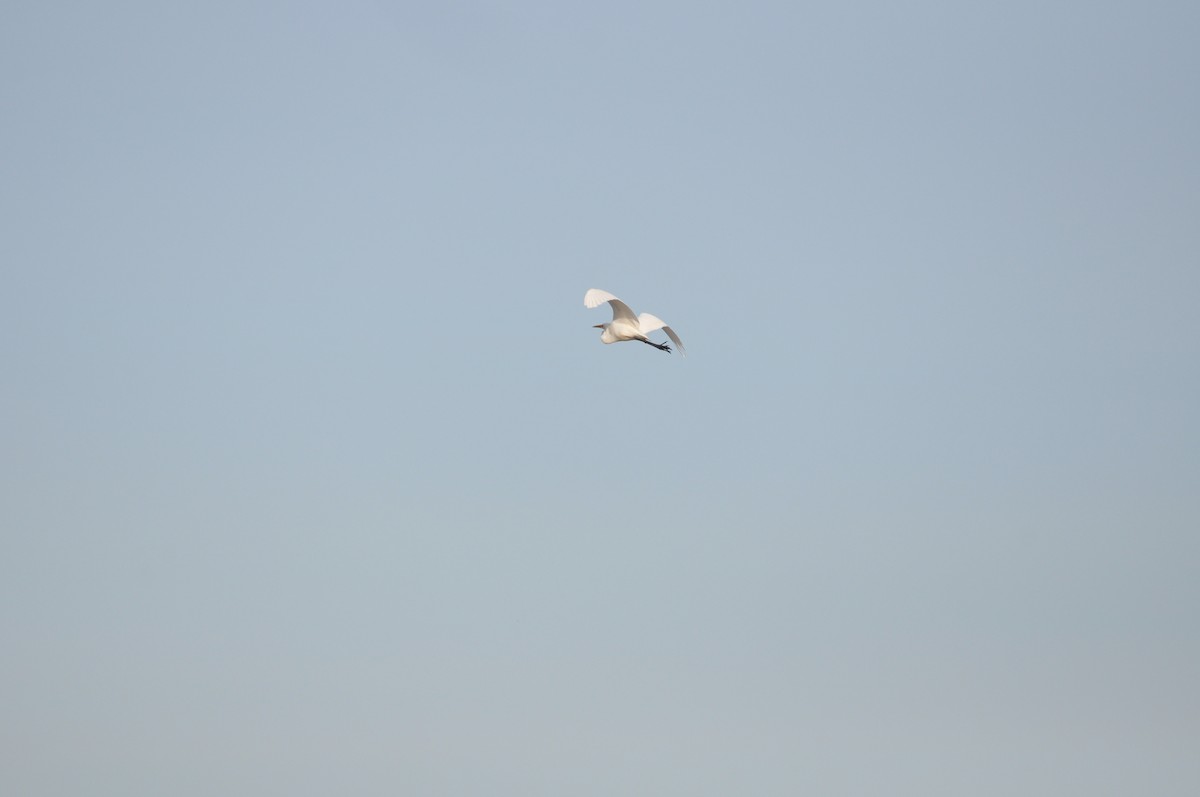 Great Egret (modesta) - ML620594968