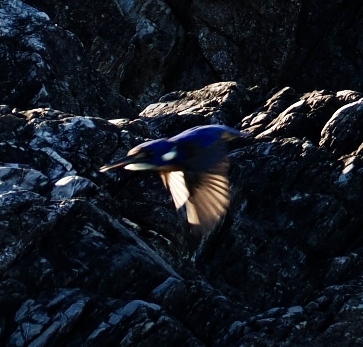 Azure Kingfisher - ML620594972