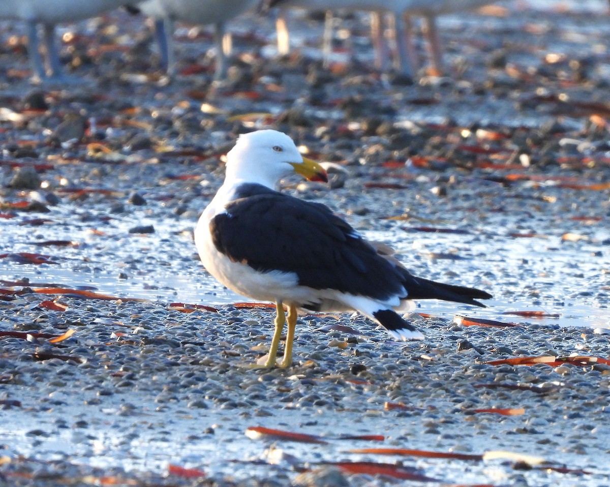 Pacific Gull - ML620594975