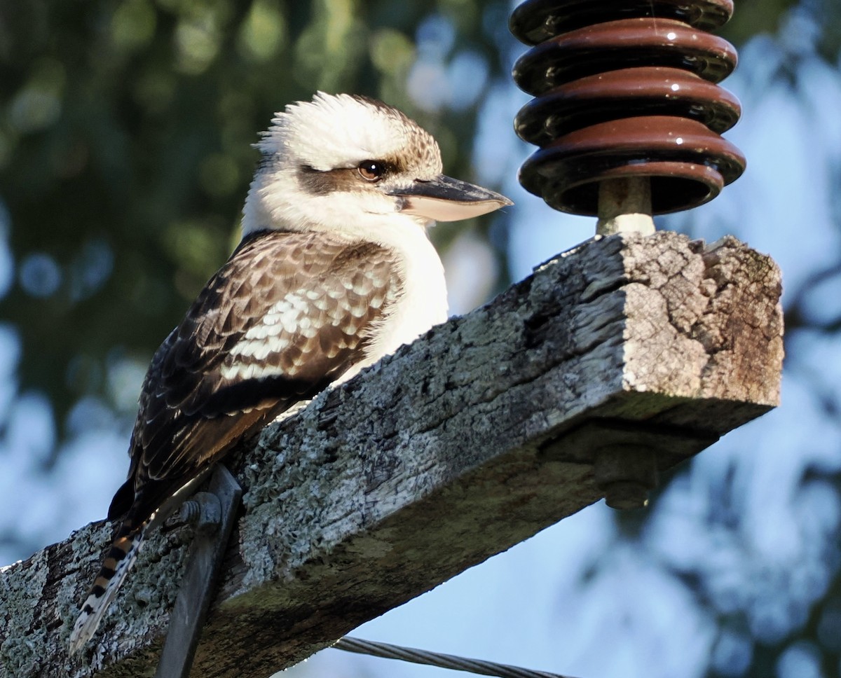 Laughing Kookaburra - ML620594976