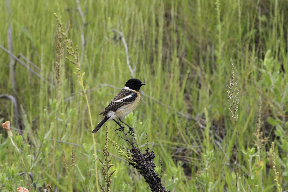 Amur Stonechat - ML620594978