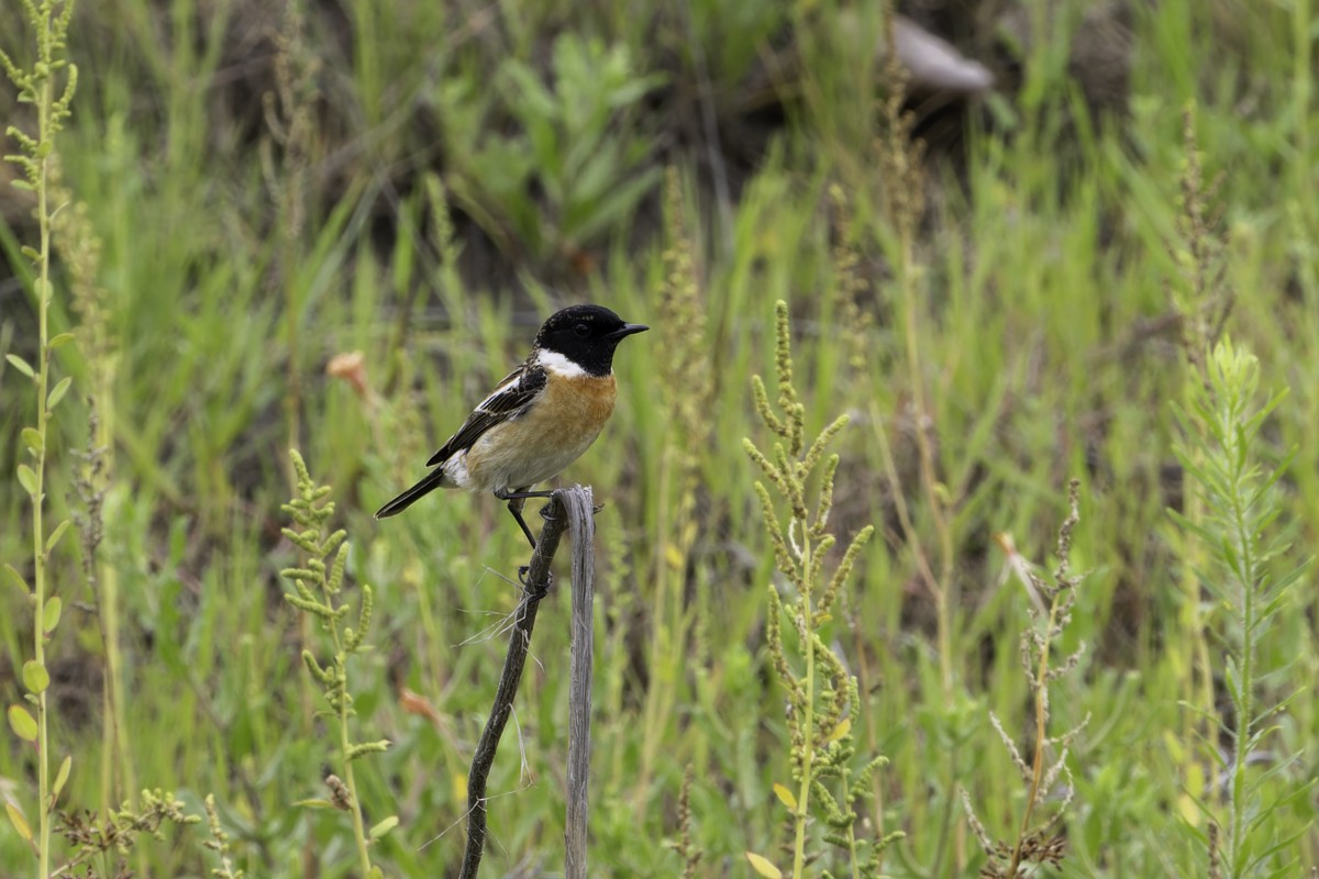 Amur Stonechat - ML620594979