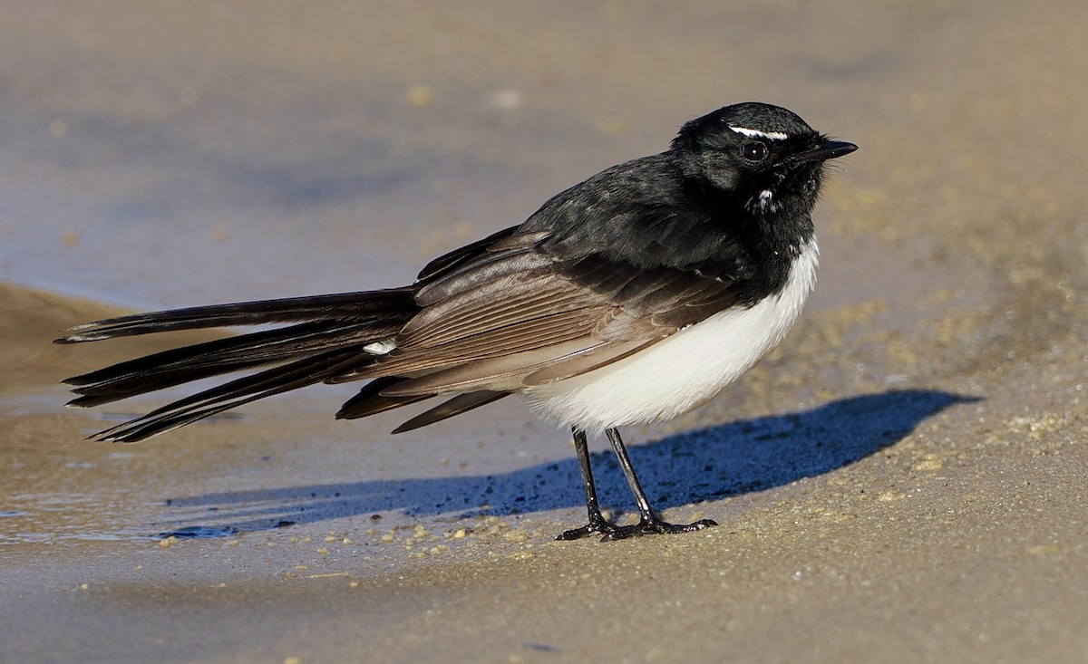 Willie-wagtail - ML620595019