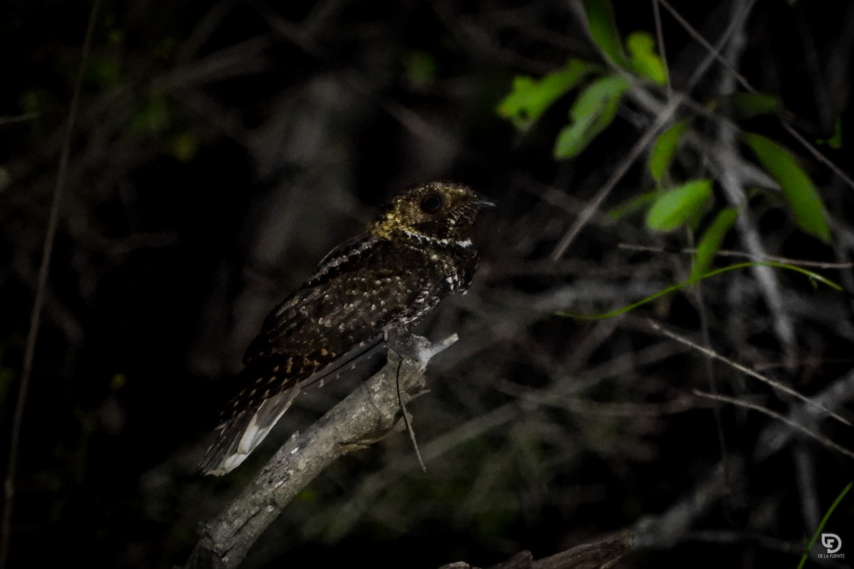 Tawny-collared Nightjar - ML620595021