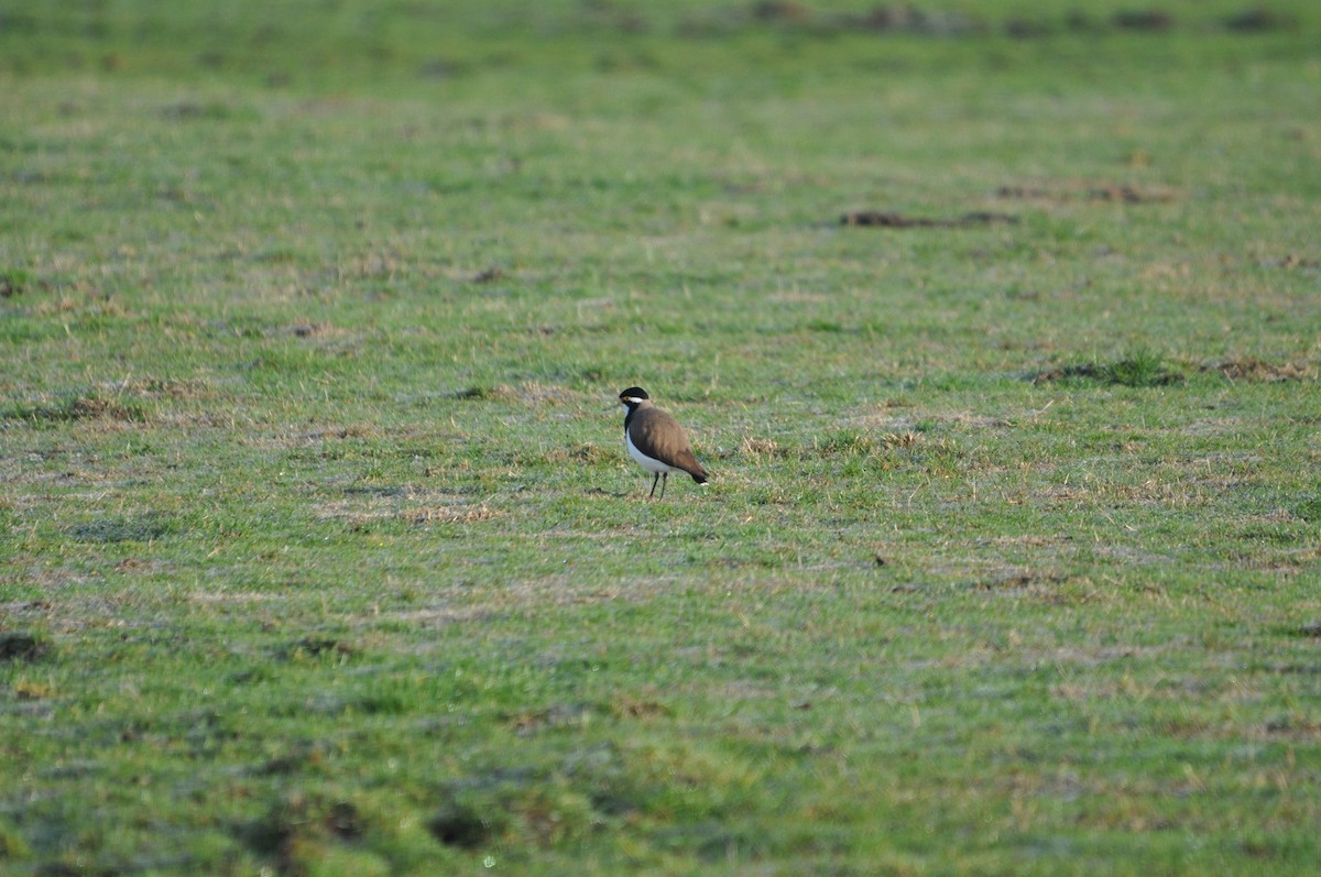 Banded Lapwing - ML620595038