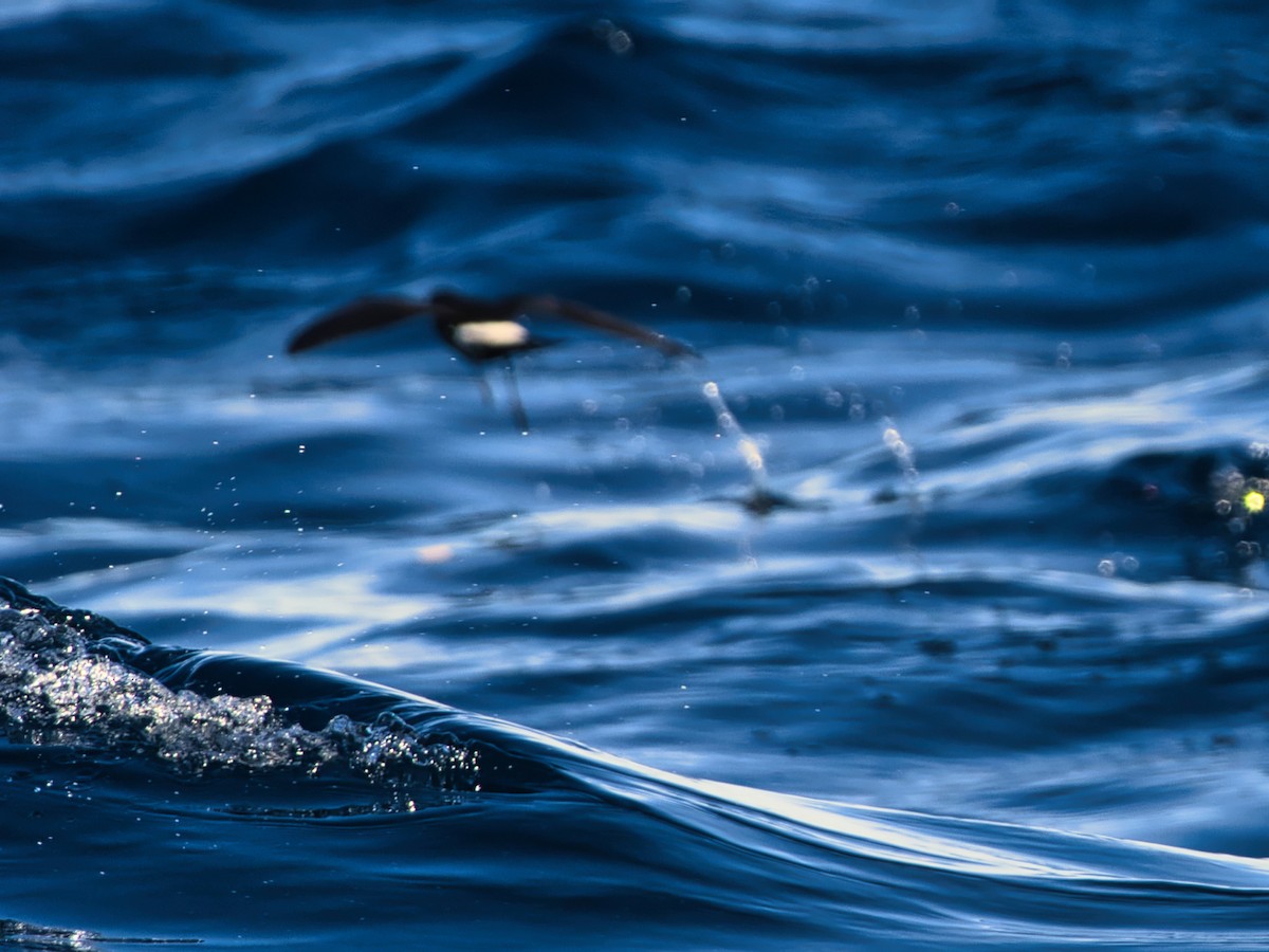 黃蹼洋海燕 - ML620595052