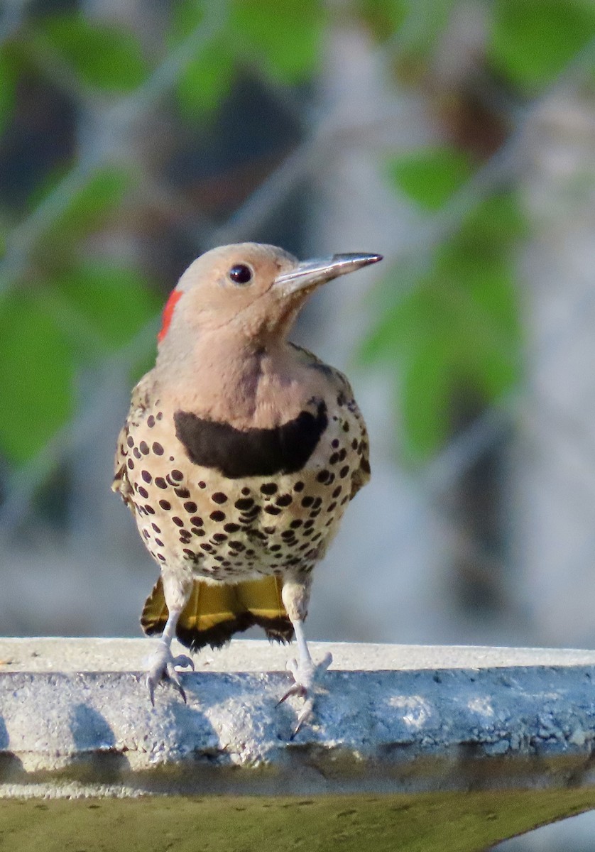 Northern Flicker (Yellow-shafted) - ML620595064