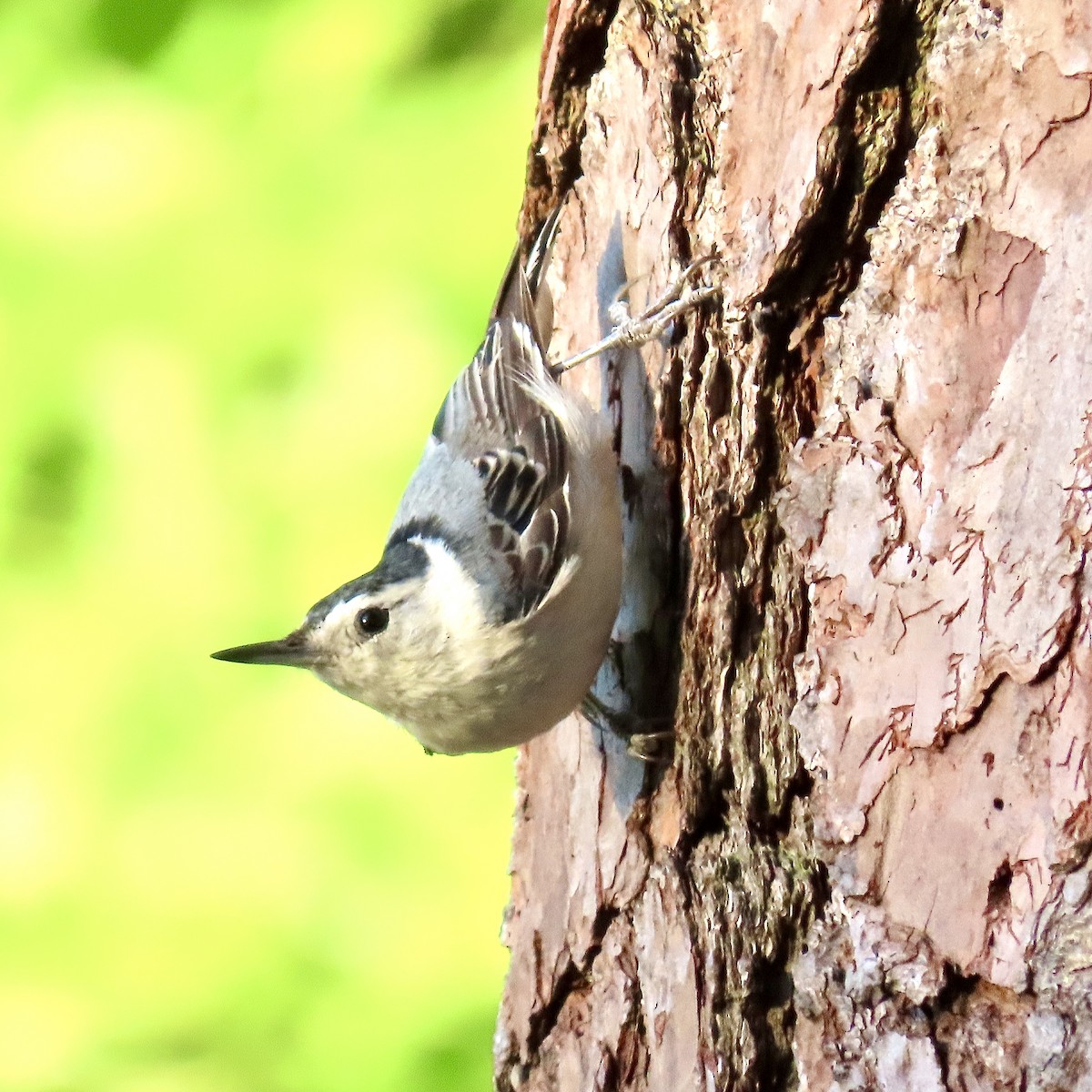 White-breasted Nuthatch (Eastern) - ML620595065