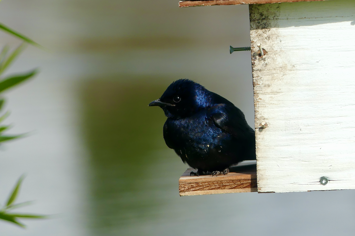 Purple Martin - N Jones