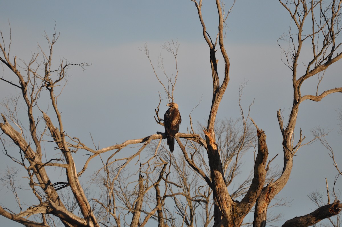 Wedge-tailed Eagle - ML620595091
