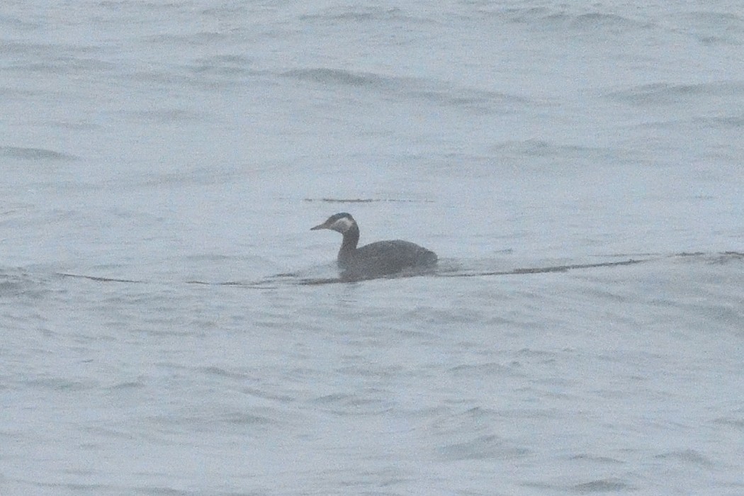 Red-necked Grebe - ML620595093