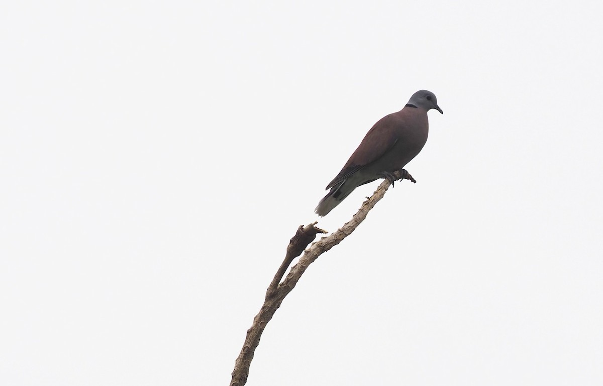 Red Collared-Dove - ML620595110
