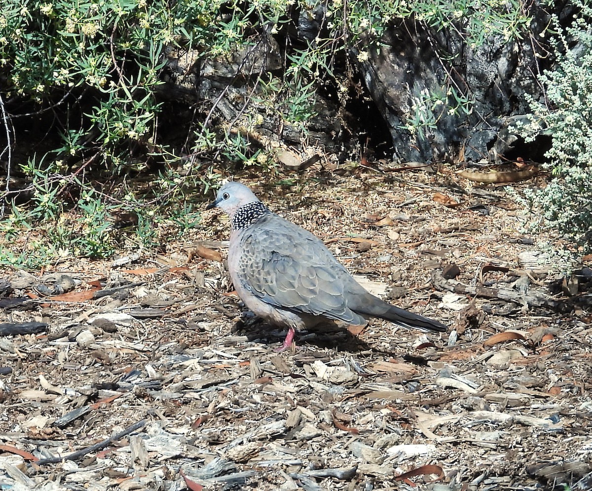 Spotted Dove - ML620595112