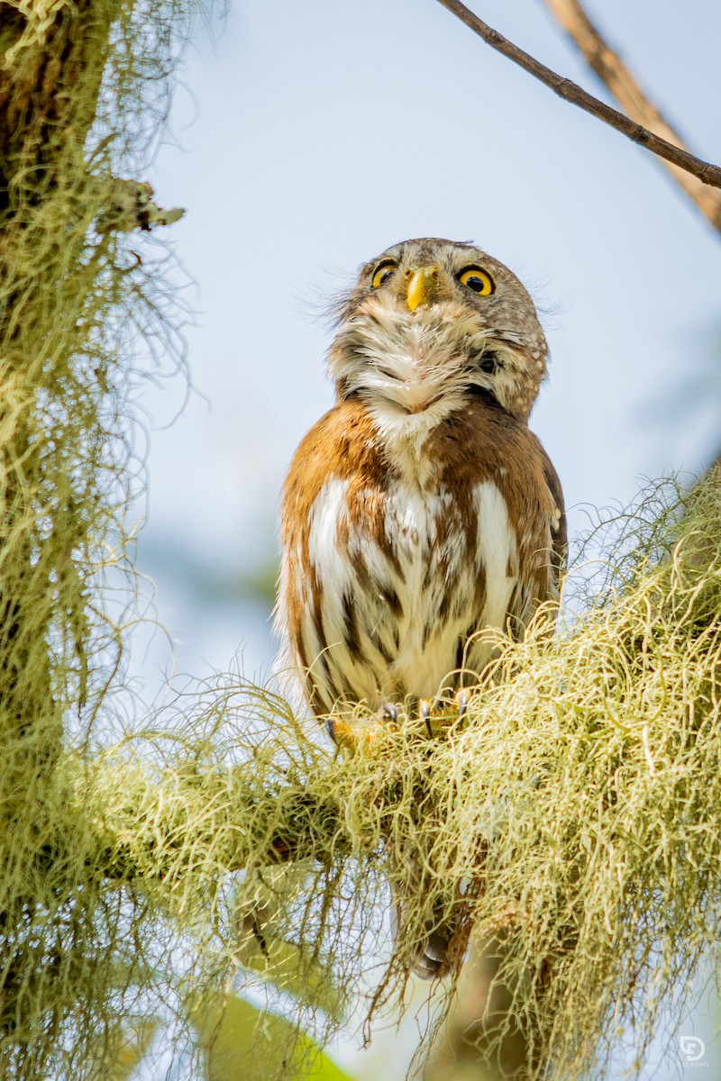 Tamaulipas Pygmy-Owl - ML620595115