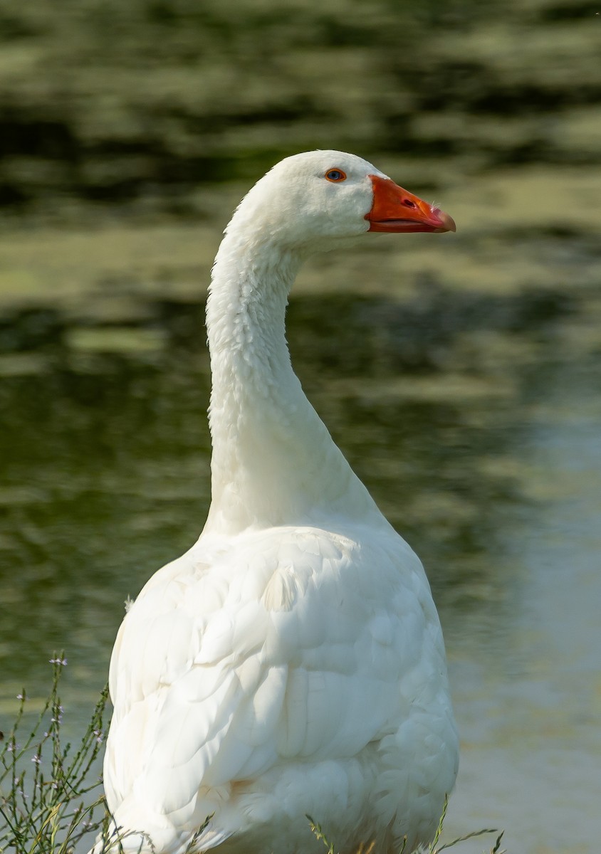 Graylag Goose (Domestic type) - ML620595117