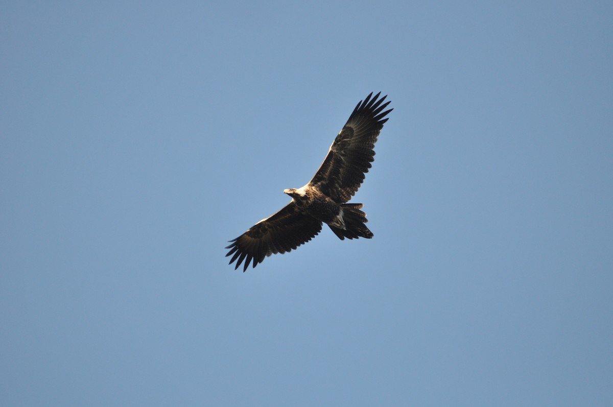 Wedge-tailed Eagle - ML620595120