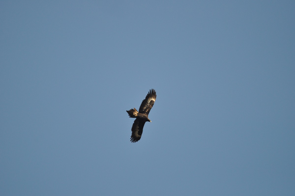 Wedge-tailed Eagle - ML620595122