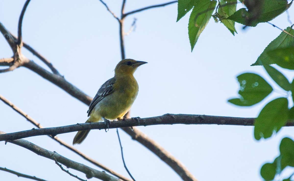 Orchard Oriole - ML620595123