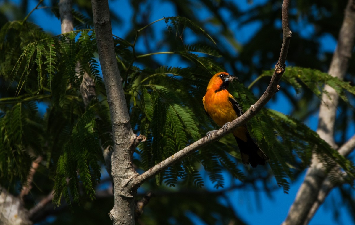 Oriole à dos rayé - ML620595124