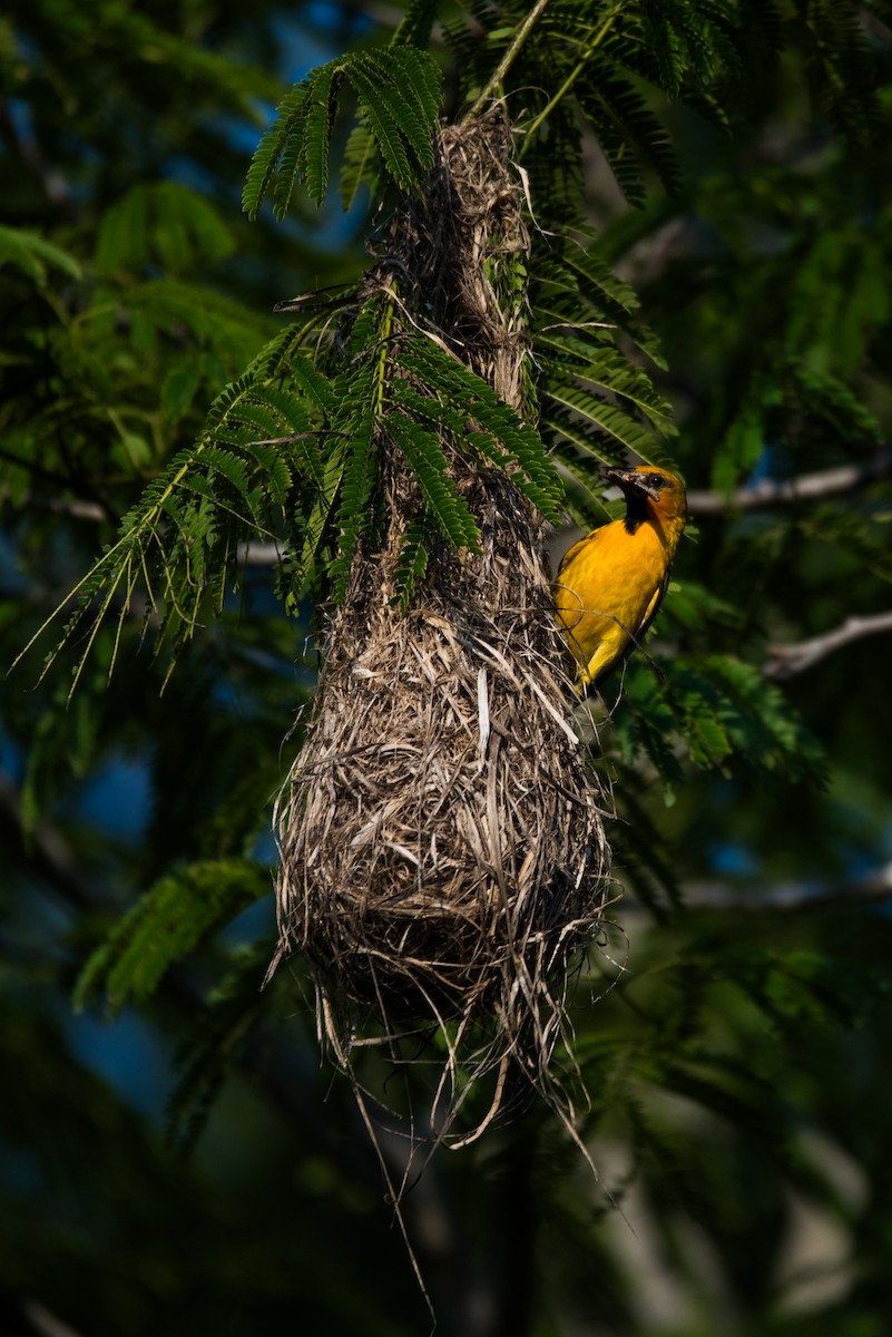 ズアカムクドリモドキ - ML620595125