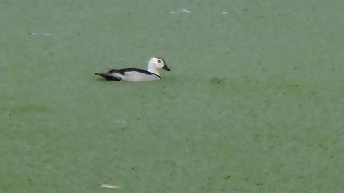 Cotton Pygmy-Goose - ML620595126