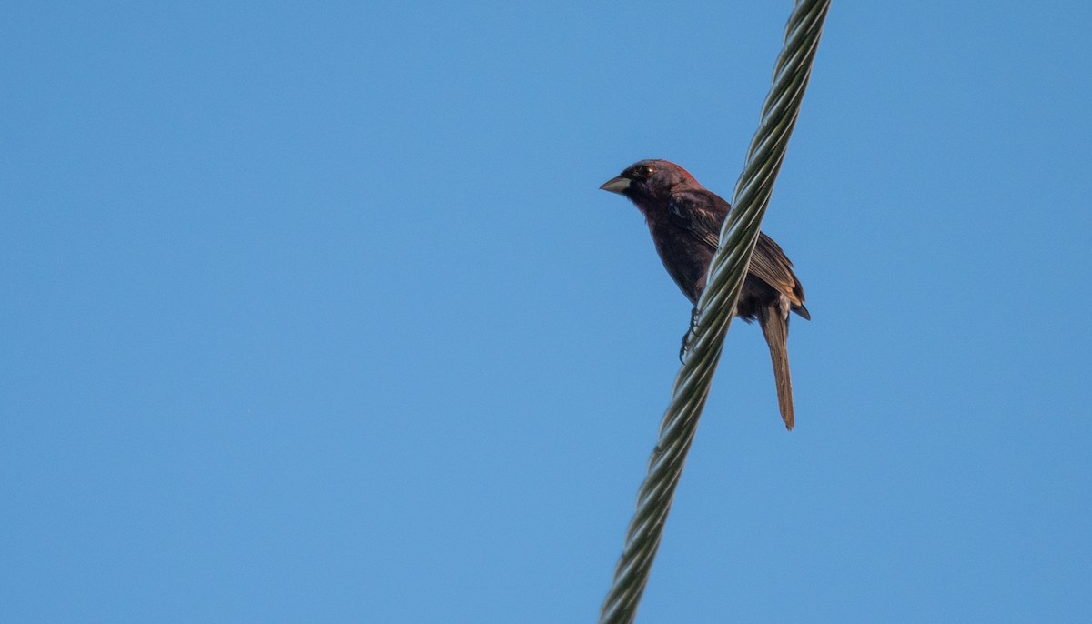 Varied Bunting - ML620595127