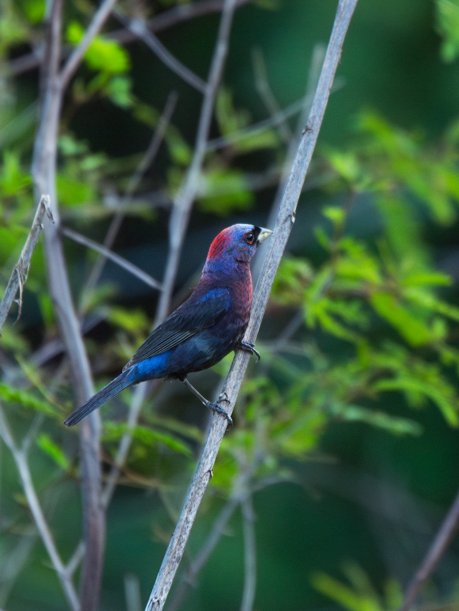 ムラサキノジコ - ML620595129