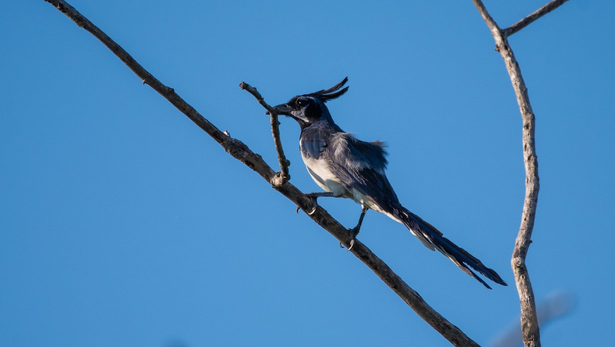 Black-throated Magpie-Jay - ML620595131