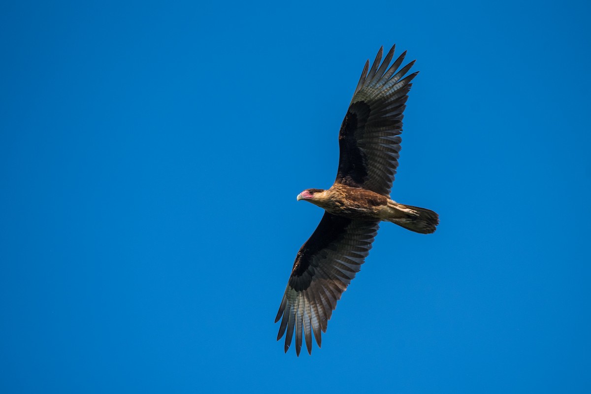 ミナミカラカラ - ML620595135