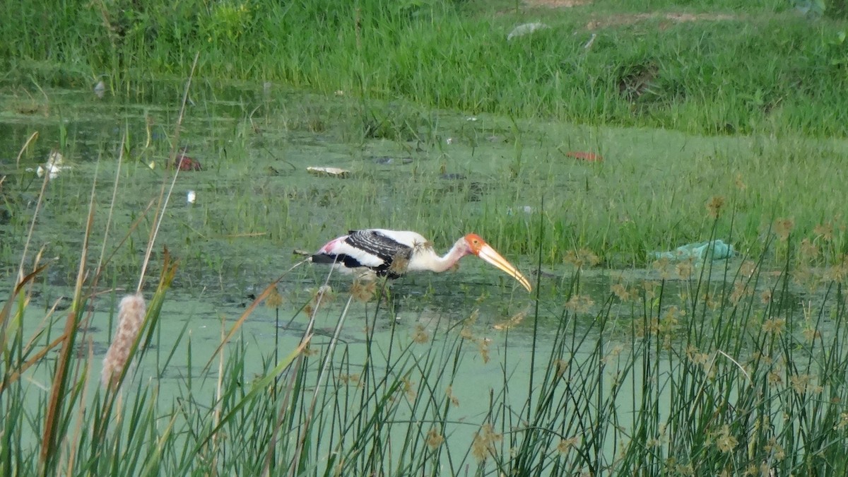 Painted Stork - ML620595138