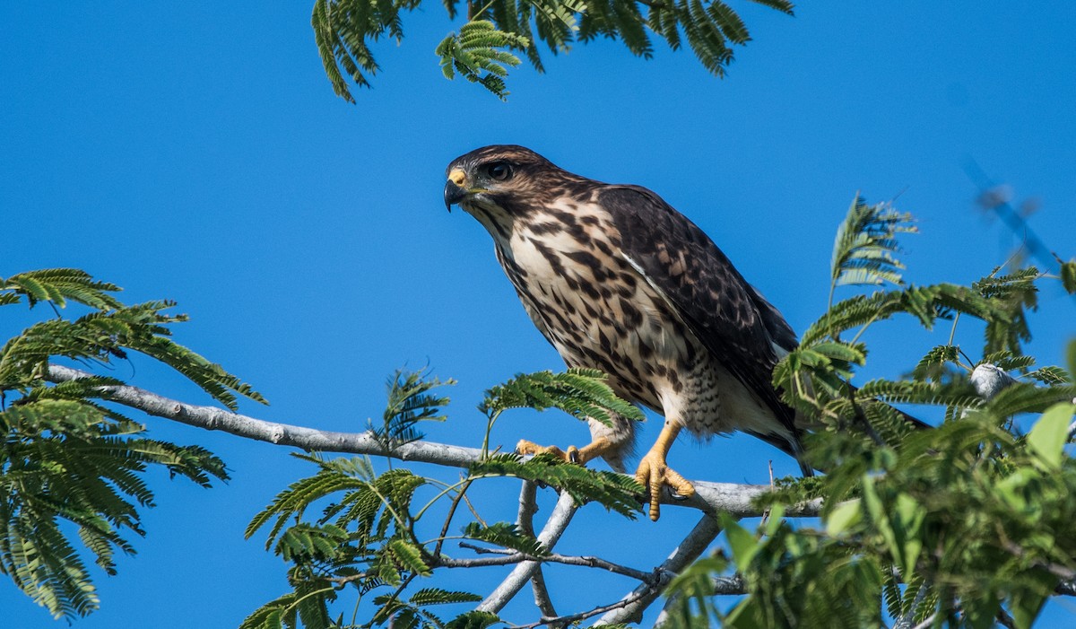 ミナミハイイロノスリ - ML620595139