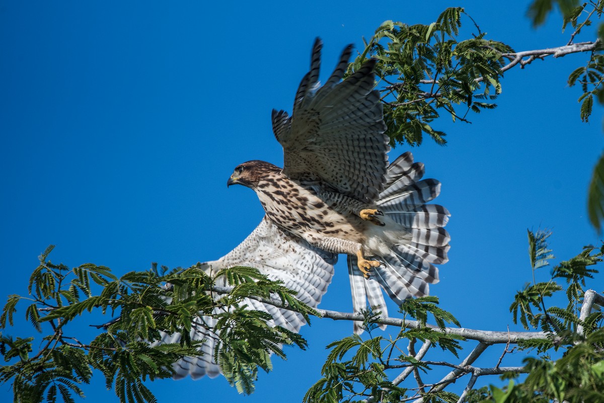 ミナミハイイロノスリ - ML620595140