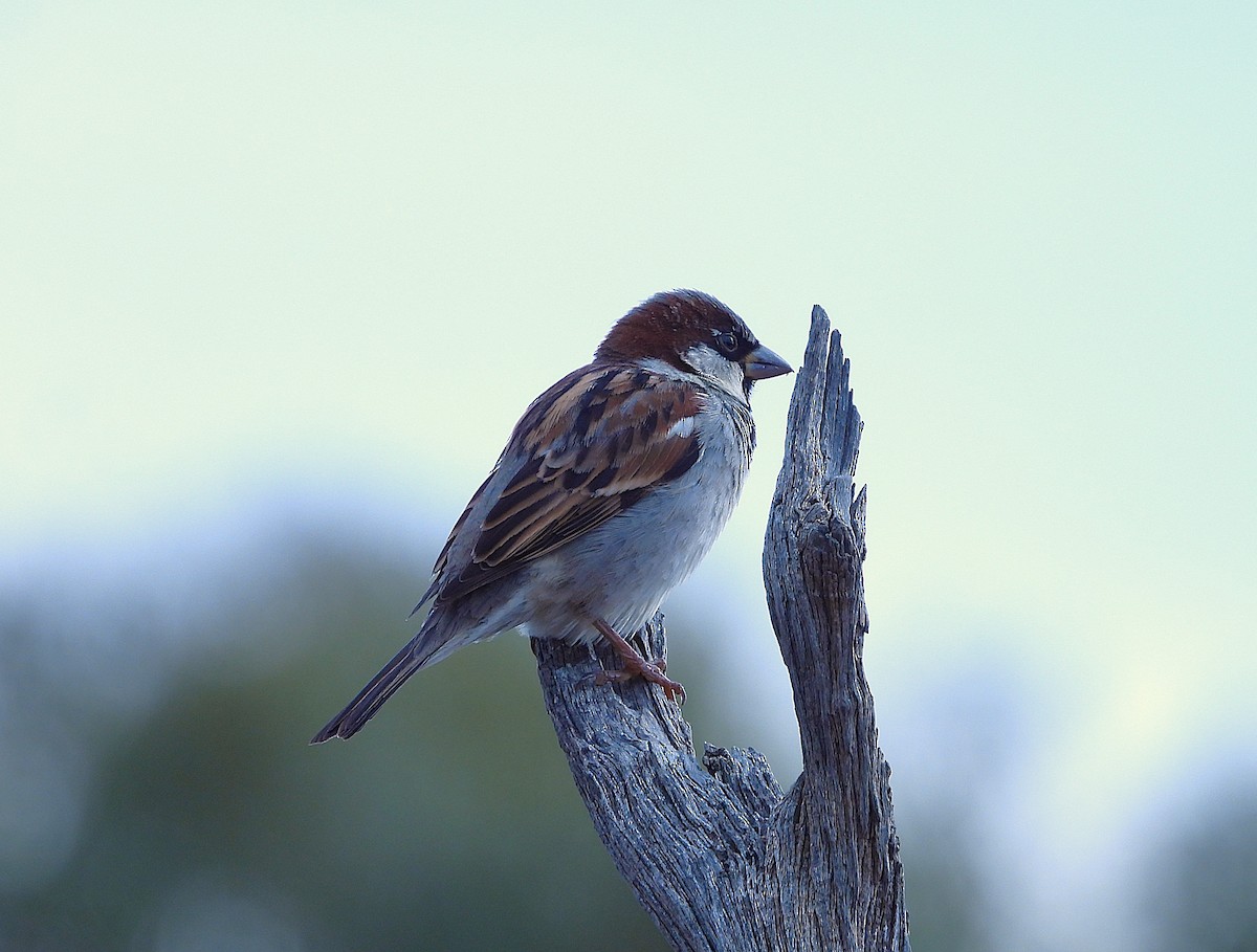House Sparrow - ANNE FOWLER