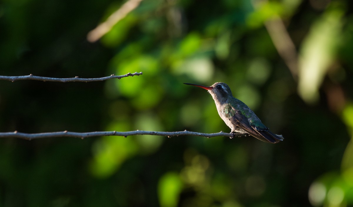 Broad-billed Hummingbird - ML620595142