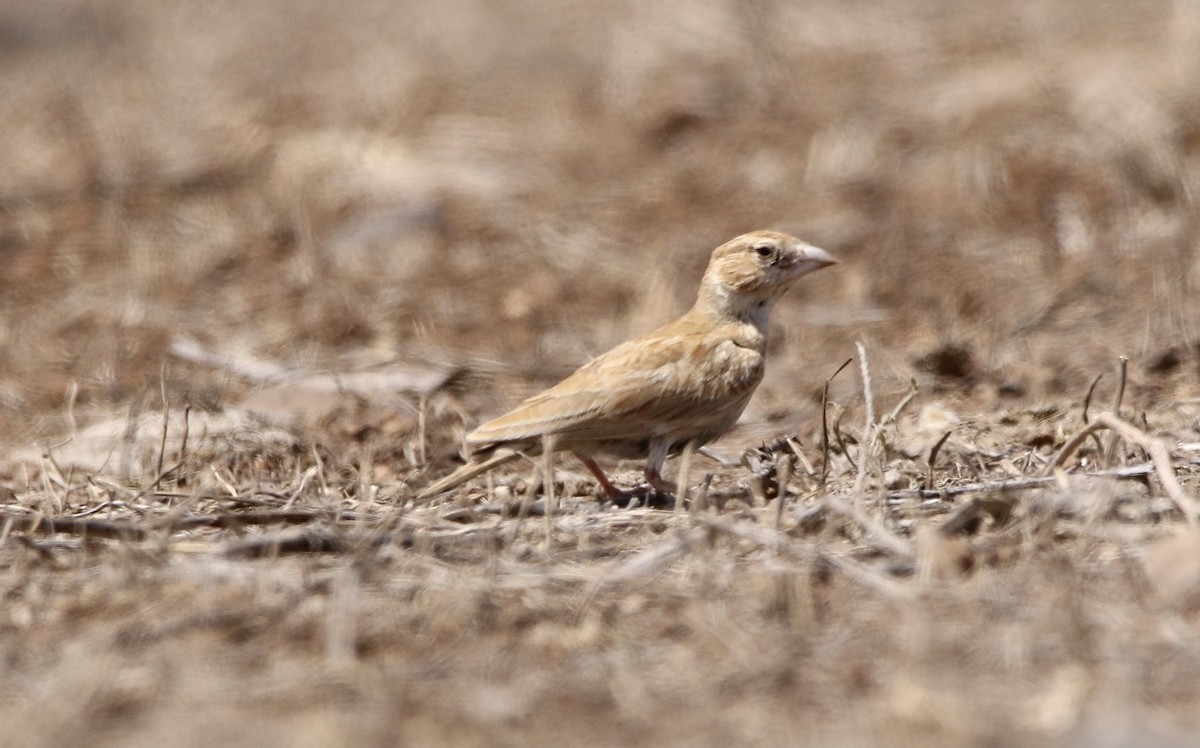 Black-crowned Sparrow-Lark - ML620595151